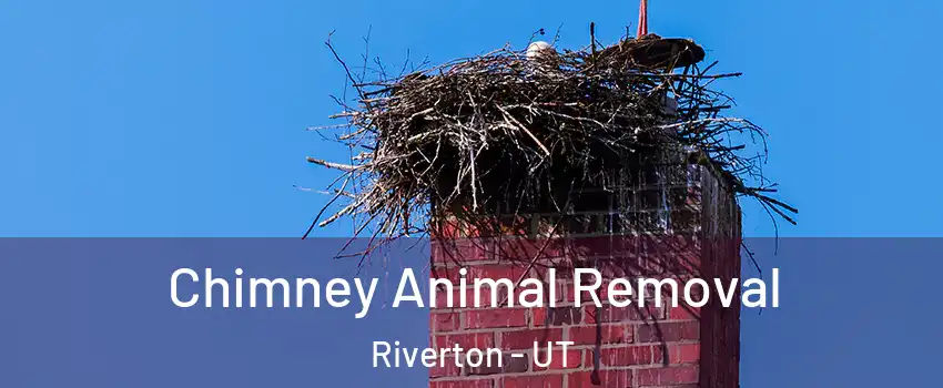 Chimney Animal Removal Riverton - UT