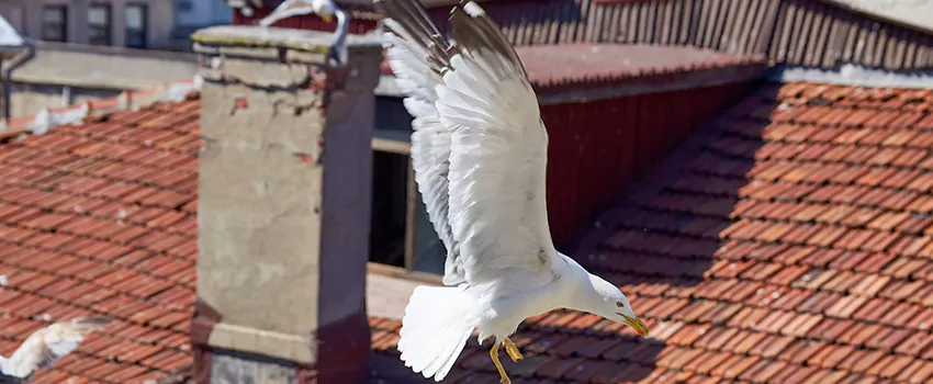Residential Chimney Animal Removal Solution in Riverton, UT