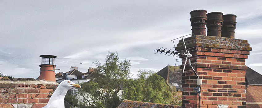 Chimney Cleaning And Restoration in Riverton, Utah